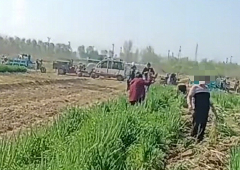 #女子造谣大葱免费拿被拘留#【女子造谣南通“大葱免费拿”被治安拘留！多人扩散谣言