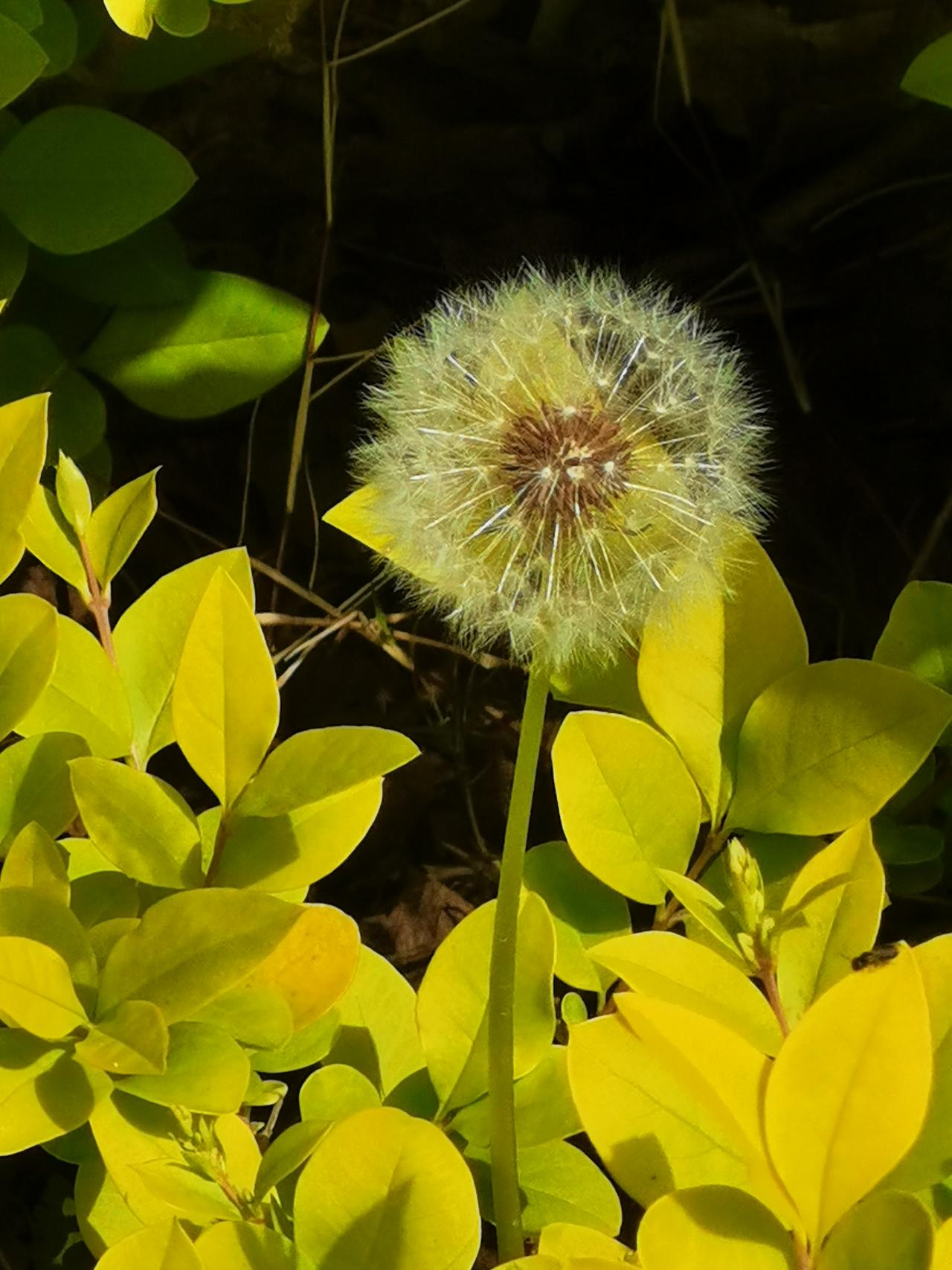 大自然美景怡人晒图笔记大赛春日风景图 春日见闻感悟 春天美感 春天气氛感 

春