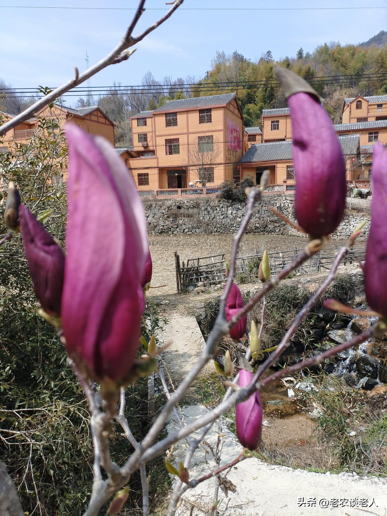 老家的春天与城市就是不一样，无论是高山野岭，还是田野农院，到处能见怒放的春花，蜜