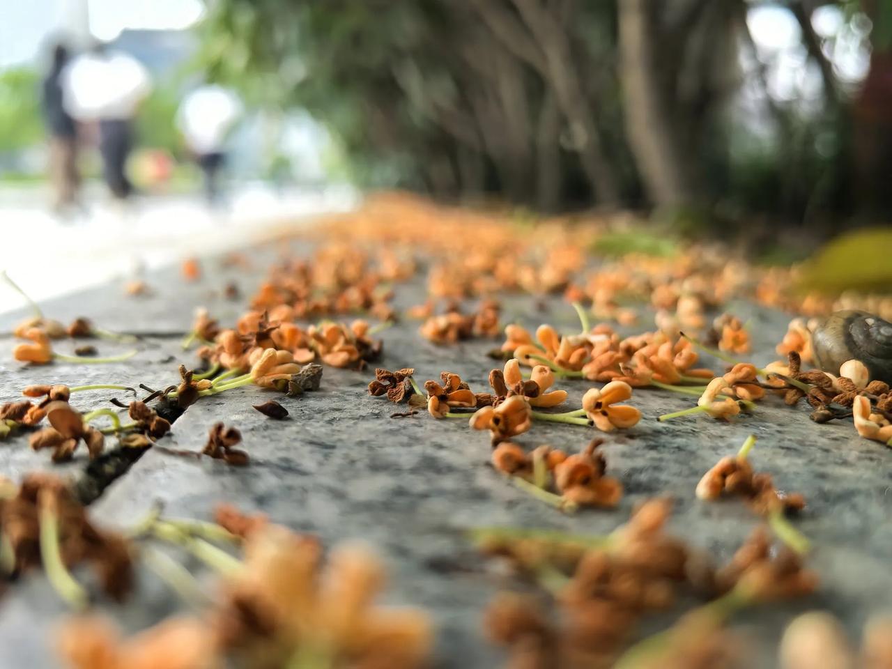 倒映池