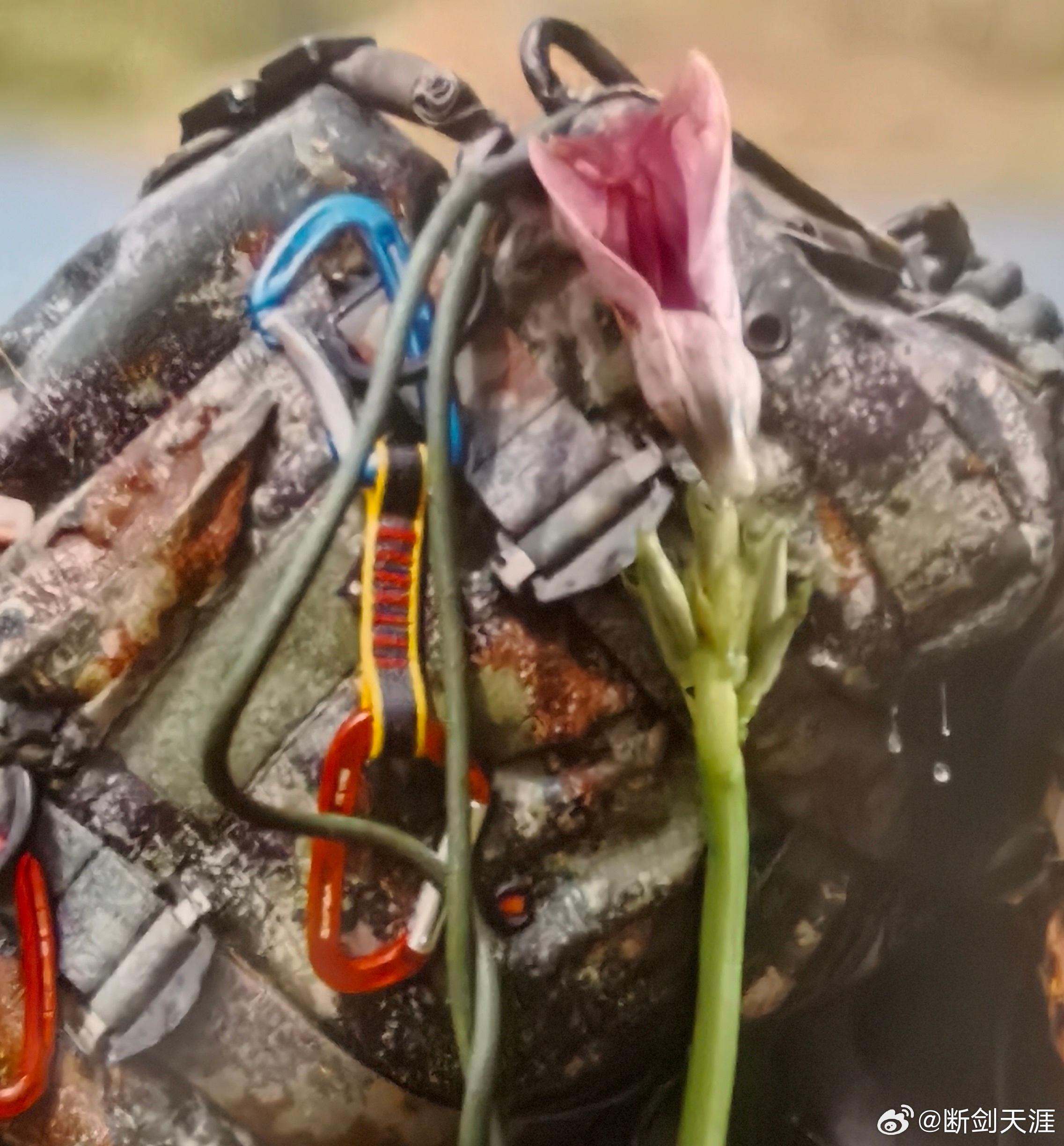 第一次遇到开花的地瓜叶，原来地瓜叶的花还很漂亮生活手记