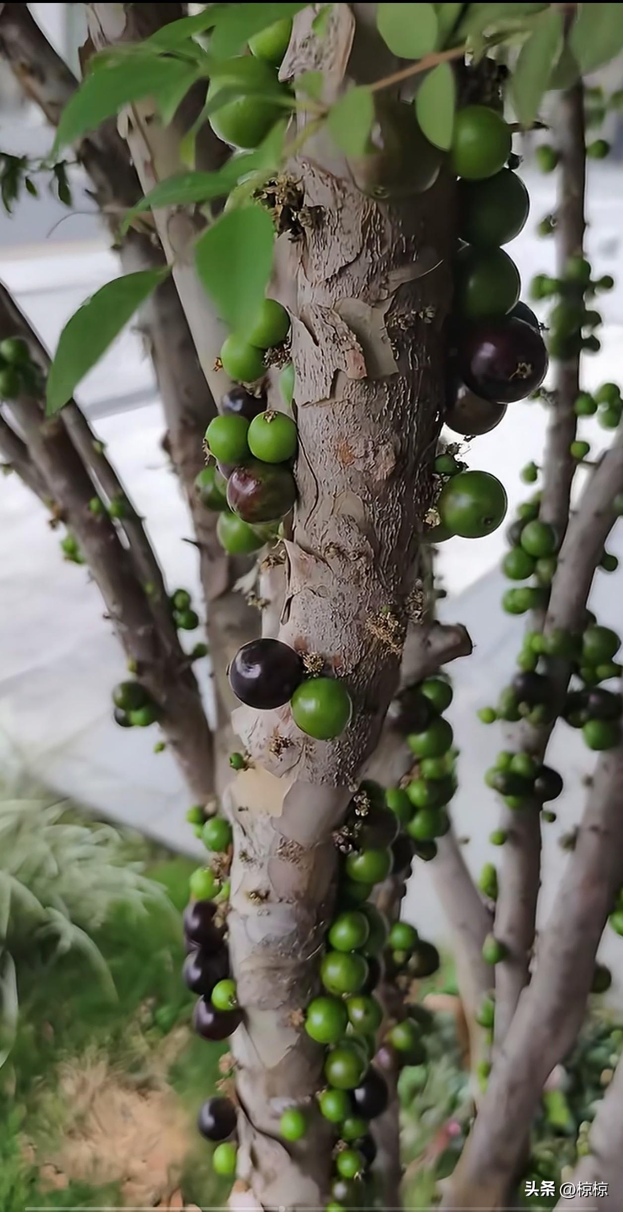 既然嘉宝果都可以成为深圳的绿化树，
相信不远的某一天，
榴莲也会出现在绿化队列里