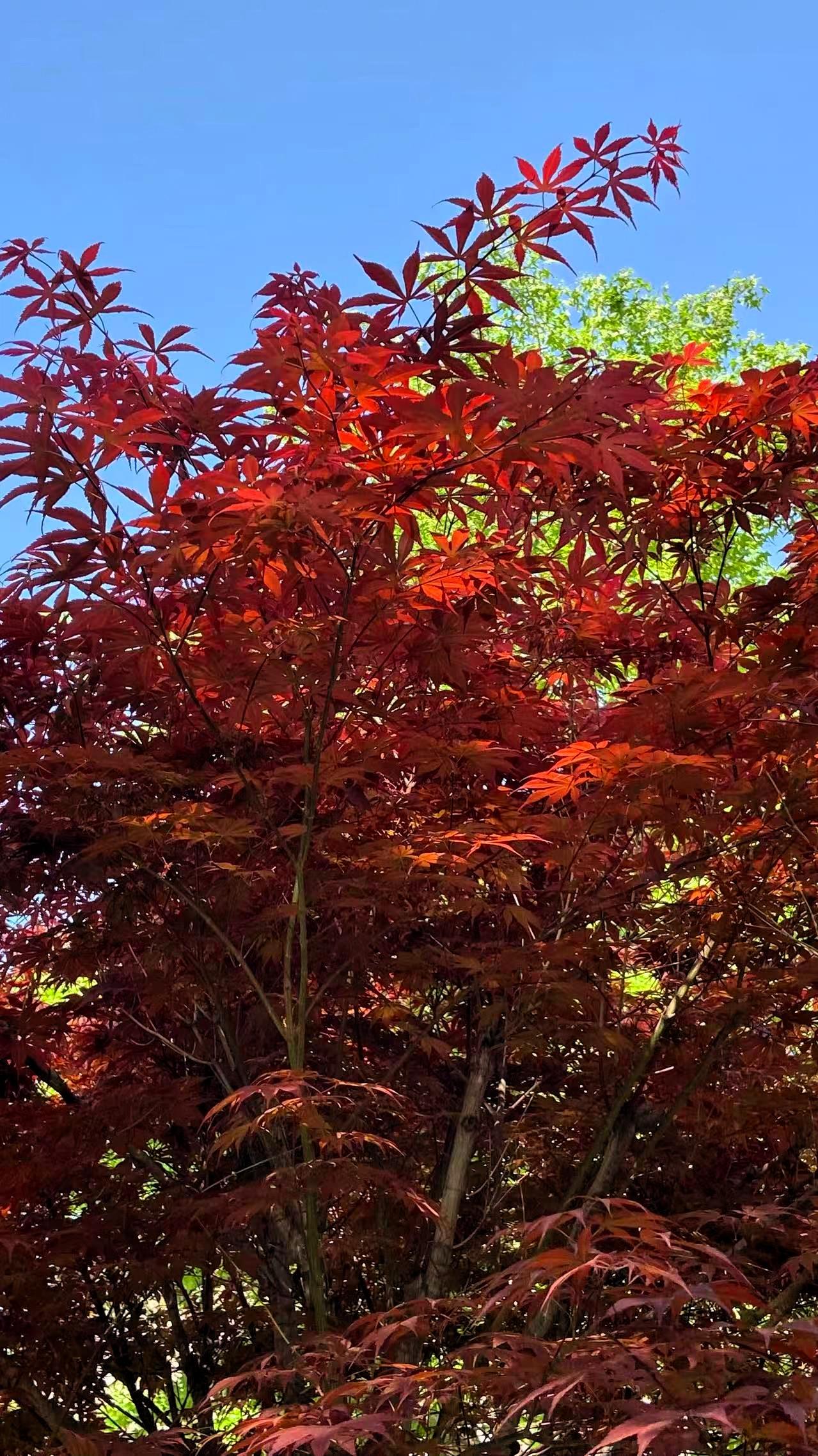 雨后用手机拍红枫，那效果简直绝了！前几天刚下过雨，我就在小区里拍红枫。红枫经过雨
