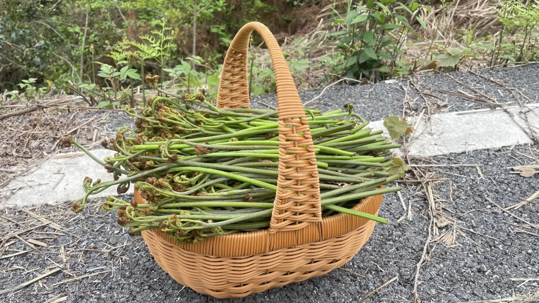 南昌打野摘蕨菜成功，根本摘不完！