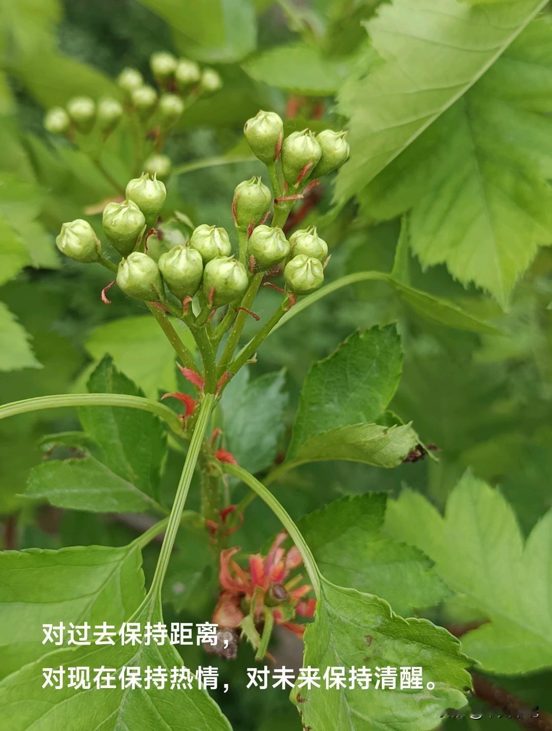 我认为长剧。
长剧总归是故事情节跌宕起伏，悲欢聚合要有年代感。
长剧的未来不可替