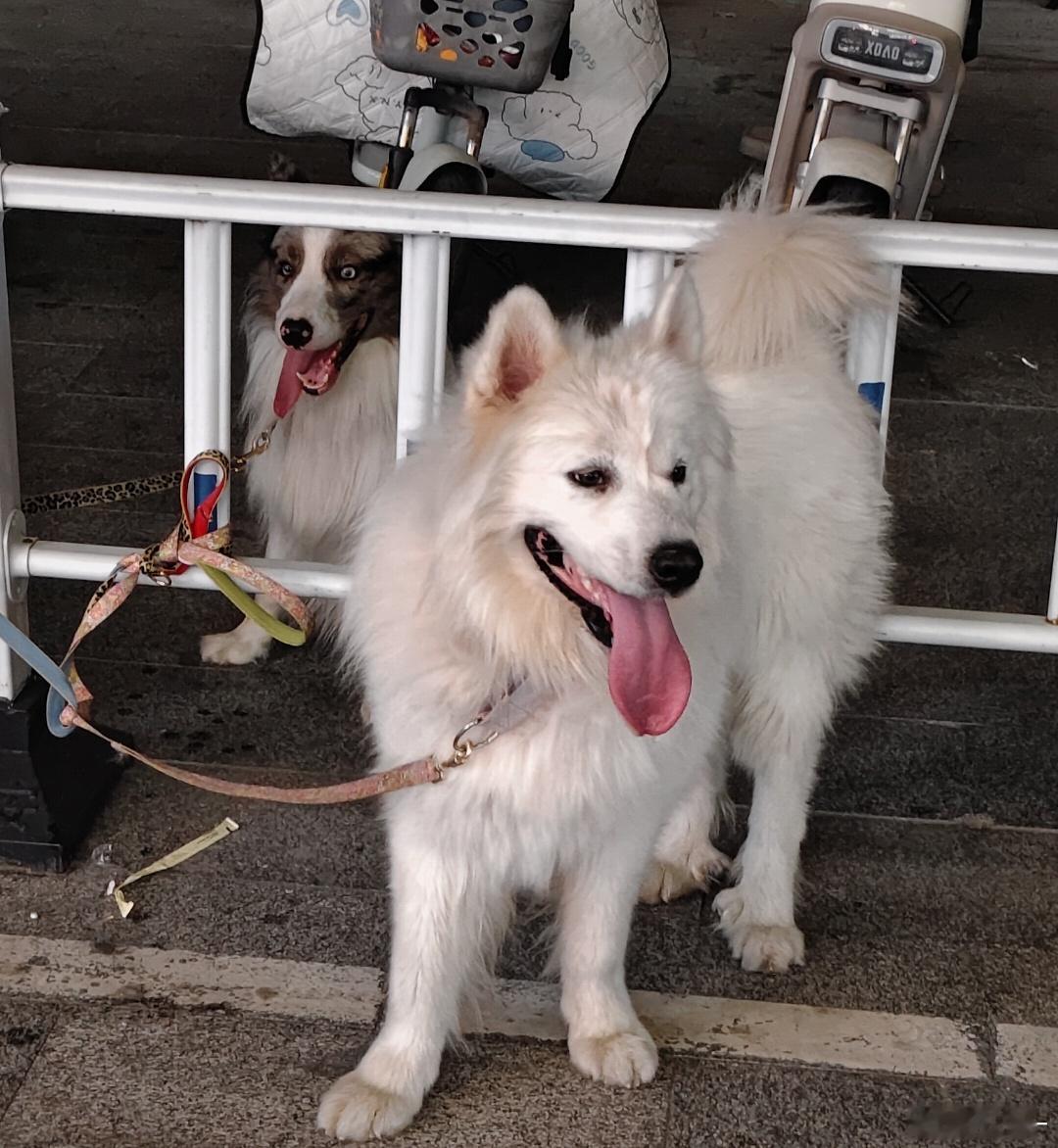 遇到两只超级乖的小狗狗🐶好萌好萌好萌吧 