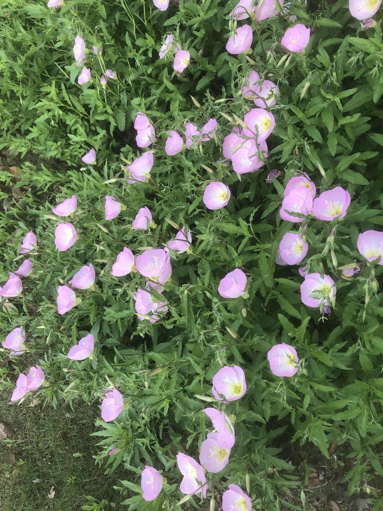 路边随拍漂亮的花随手拍的小花花，阳光底下开得热热闹闹，被这些小粉花治愈的一天，原