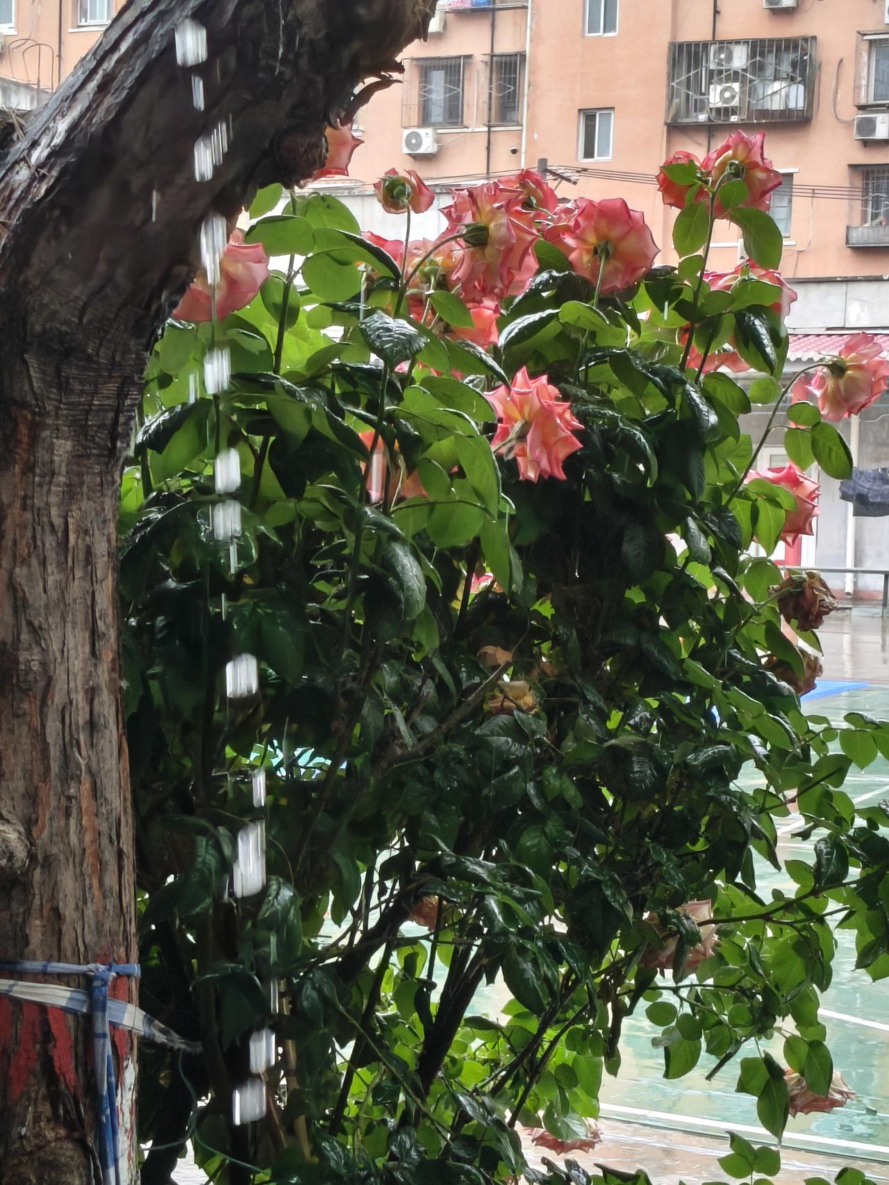雨一直下，从昨天下午一直到现在没停。
   看路上的情况，无论是四环三环还是二环