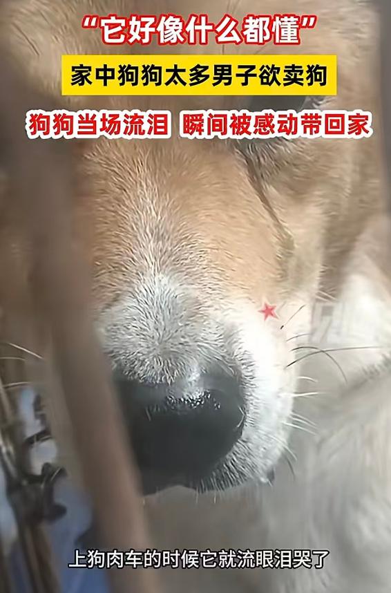 万物皆有灵！近日安徽阜阳，男子想把家中养了几个月的大黄狗卖掉，没想到把狗狗上了狗