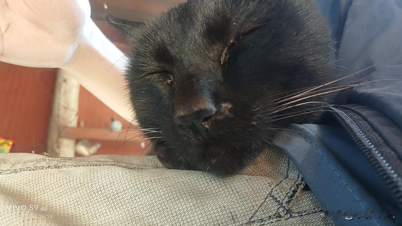 绝世好猫，不吵不闹，很温顺，什么人都可以抱一下。