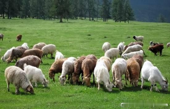 牧场月薪1.6万招人放3000只羊 老板：包吃住有WIFI4月24日消息，据媒体