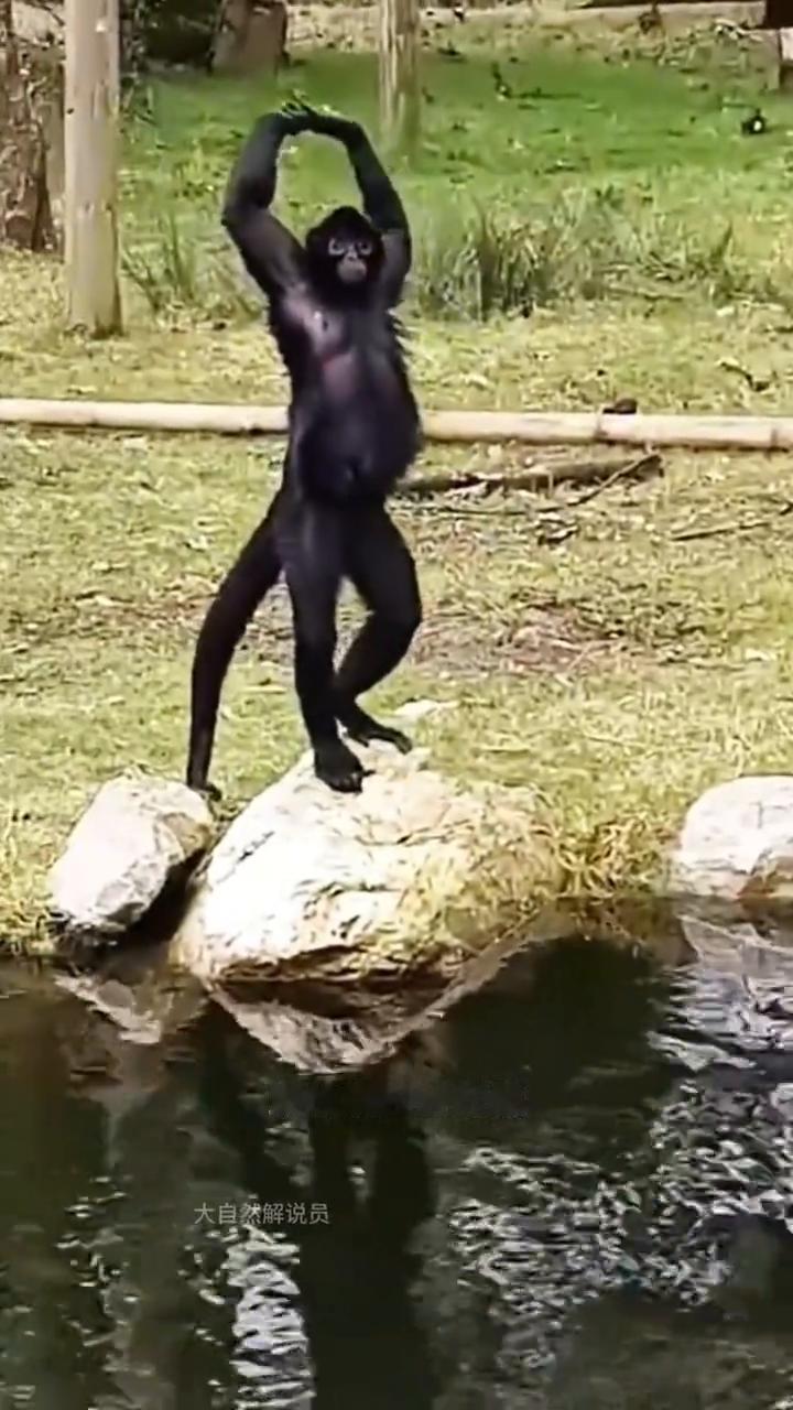 当蜘蛛猴想坐会婴儿车，你不让时它就赖着不走了，除非你让它坐一会满足它的好奇心。