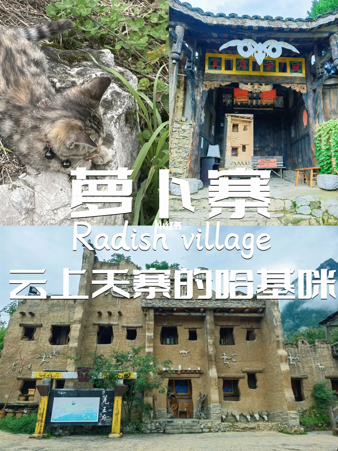萝卜寨｜云上天寨的撸猫体验🐱