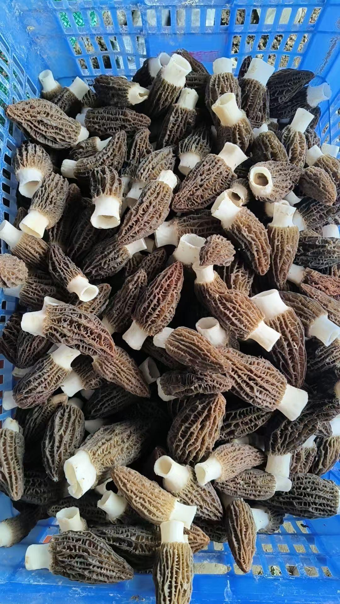 备年货的同志们看过来，只有几天要停运了，新鲜羊肚菌，干羊肚菌，红托竹荪，竹荪面条