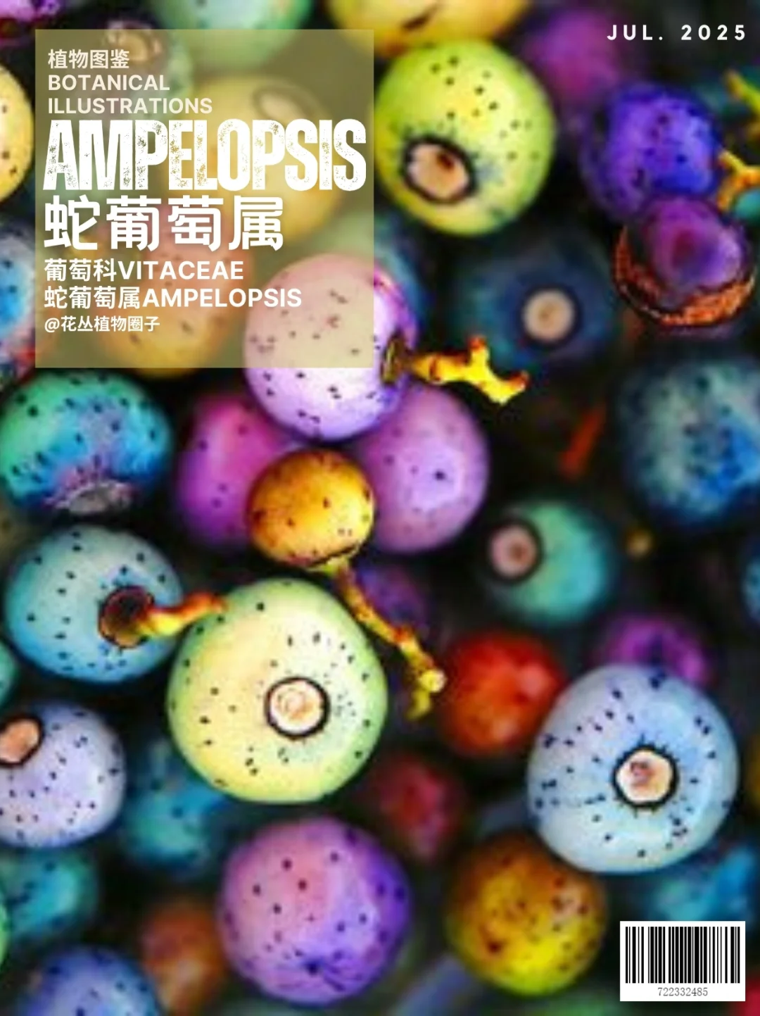 蛇葡萄属Ampelopsis