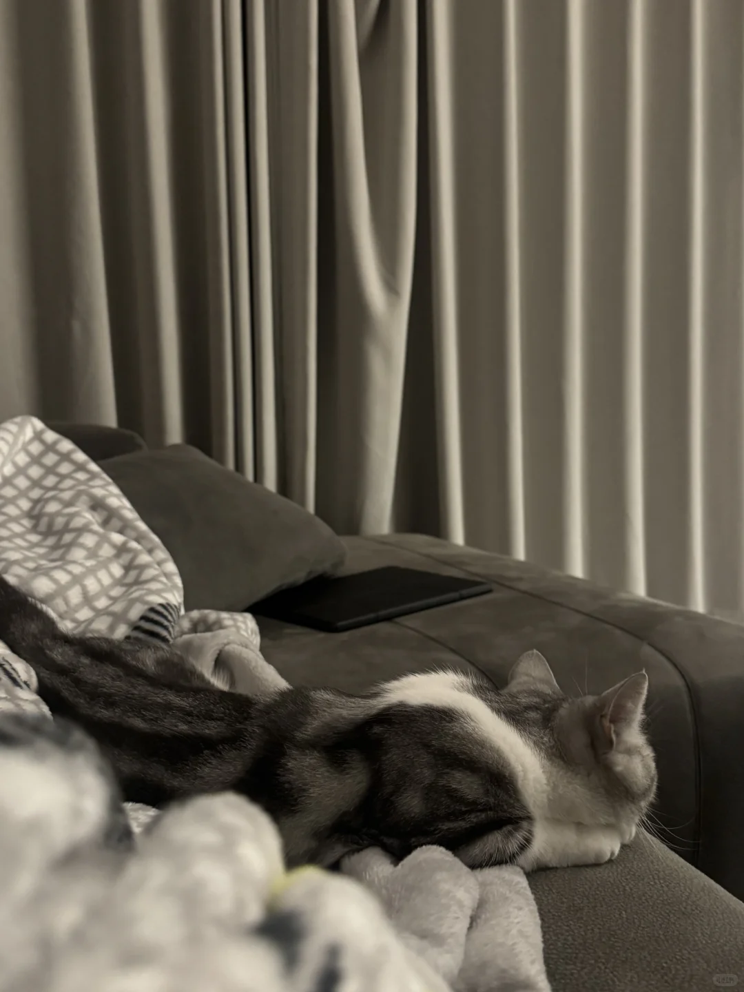 谁懂啊 睡醒一睁眼小猫就守在身边