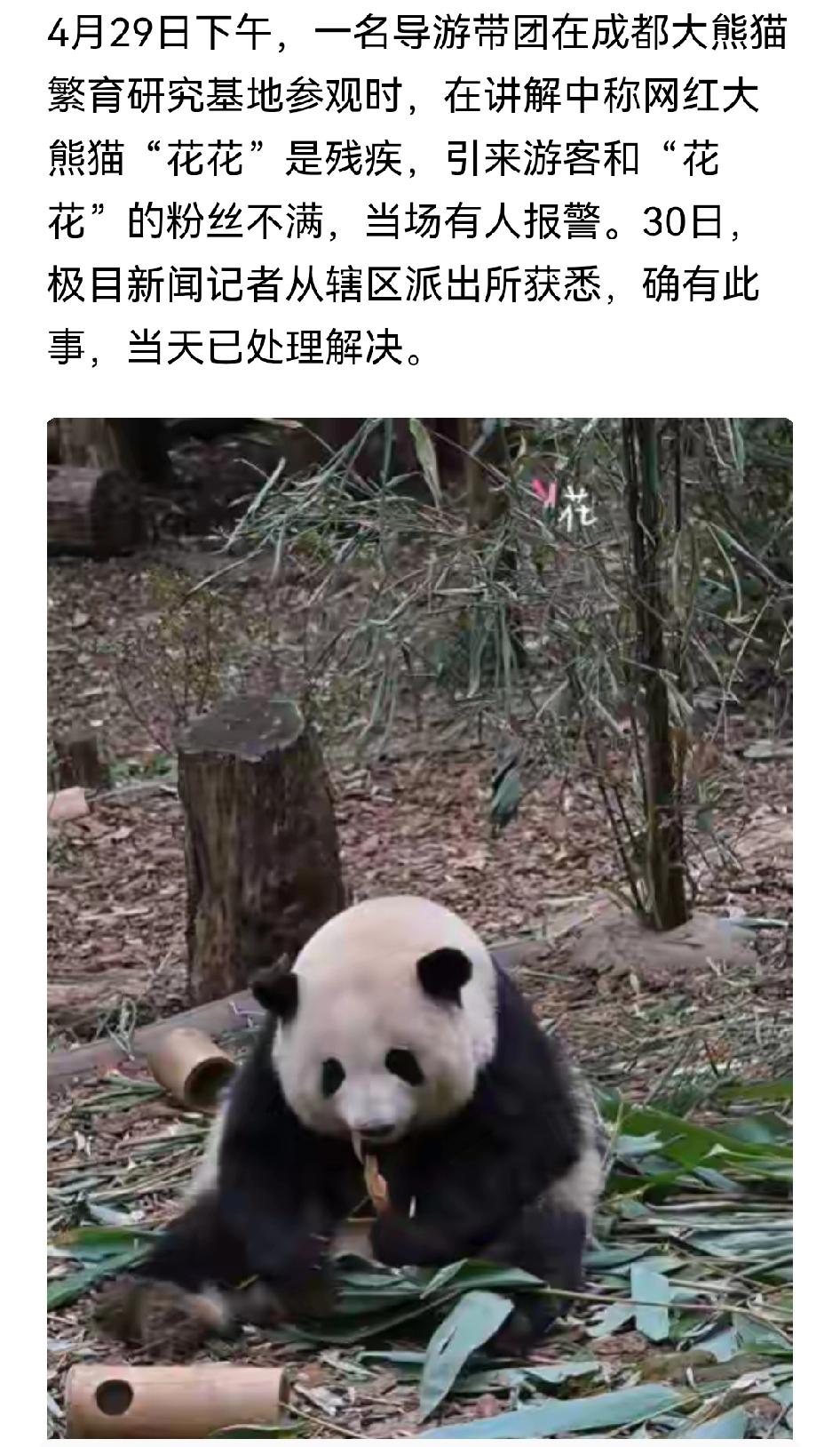 说大熊猫“花花”是残疾，算不算是侮辱了动物人格？
今天刷到极目新闻的一个报道，一