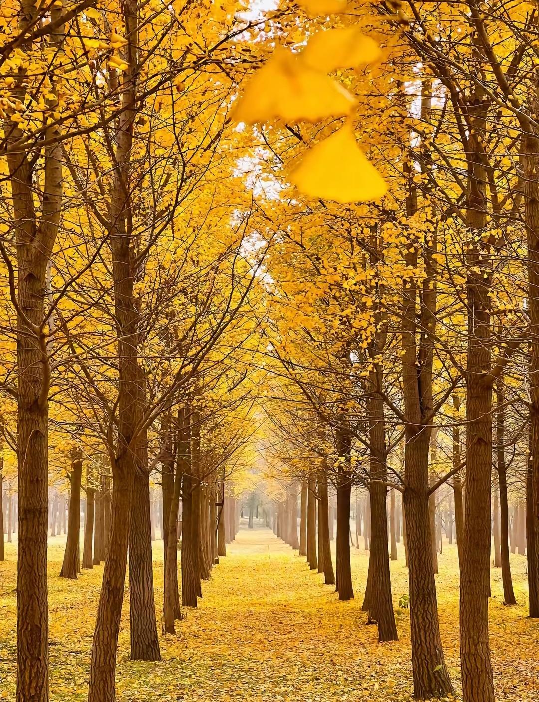 可以分享一张秋景树叶的照片吗
