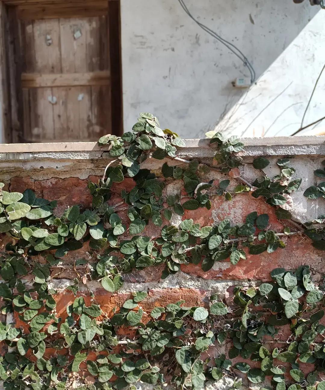 刷到一条短剧，儿媳回门拜年，张嘴就要一万红包，公公愣住，网友也跟着炸锅。

我点