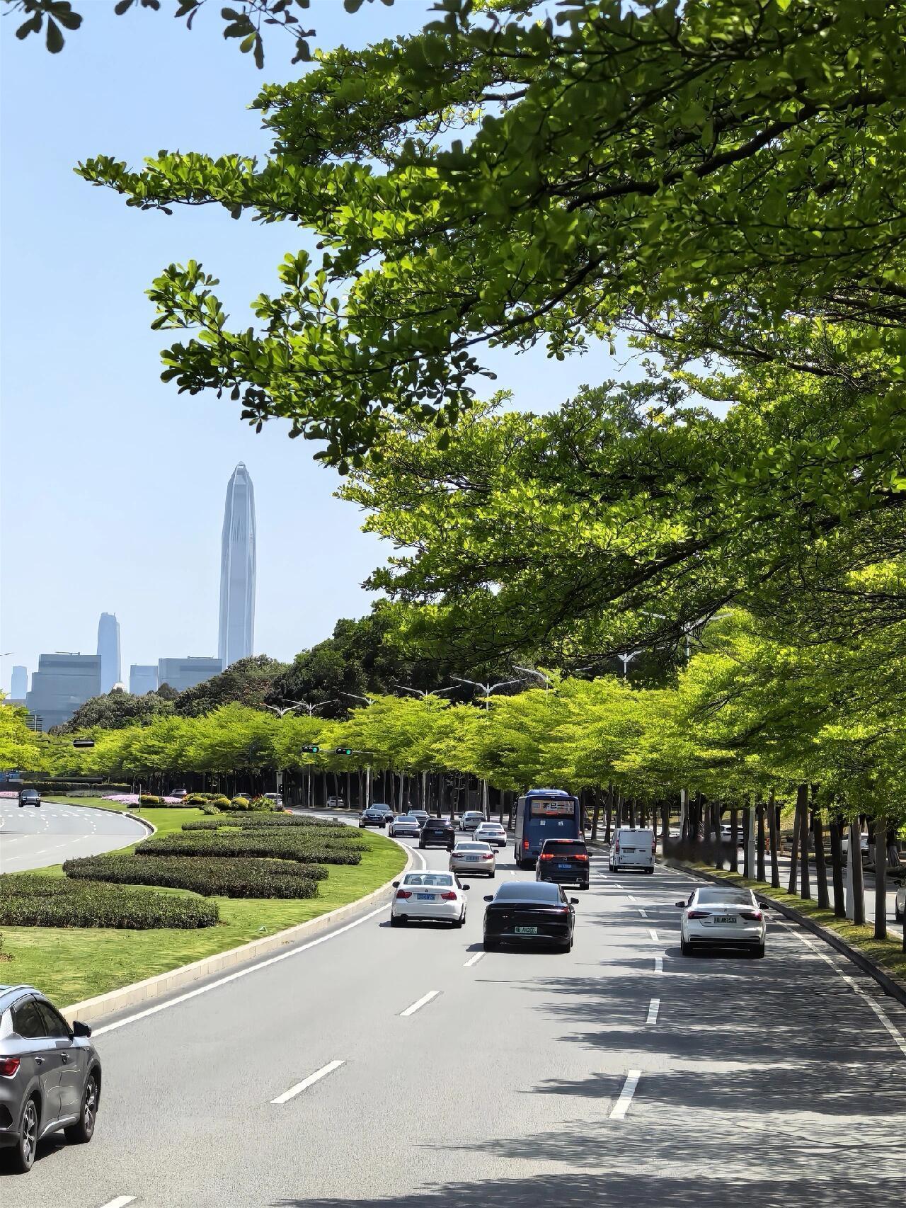 给你们看看深圳的春天🔅🌱它是这样子的，深南大道路上实拍哦😮