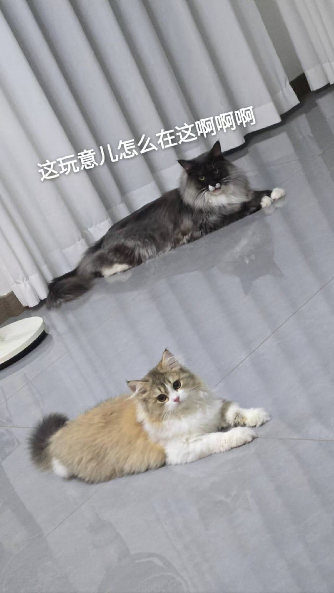 乘之[超话] 乌拉和好耶鸡飞狗跳的日常。 ​​​