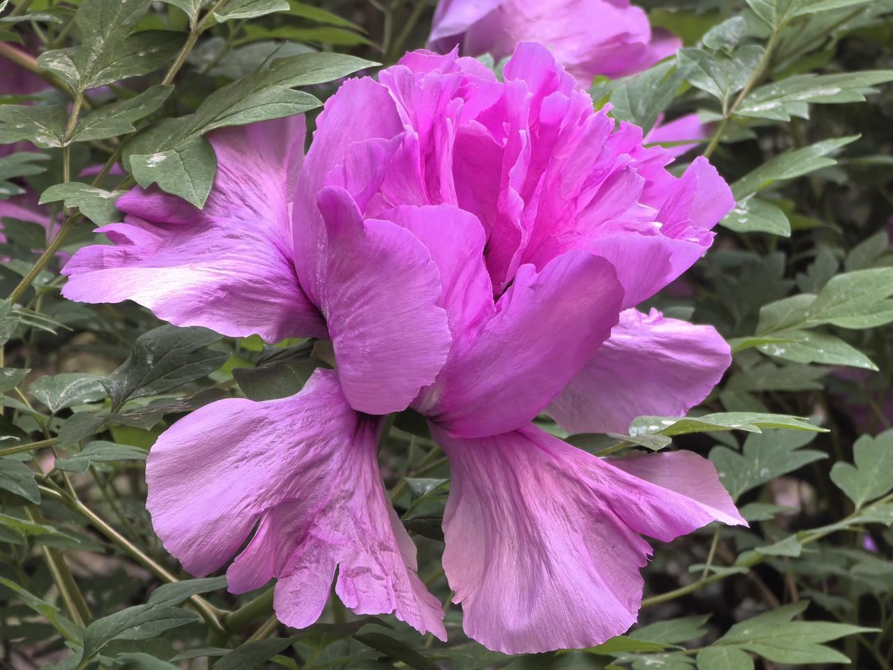 芍药花开，如梦如幻

[玫瑰][心][玫瑰]

芍药花，真的是花卉界的“颜值天花