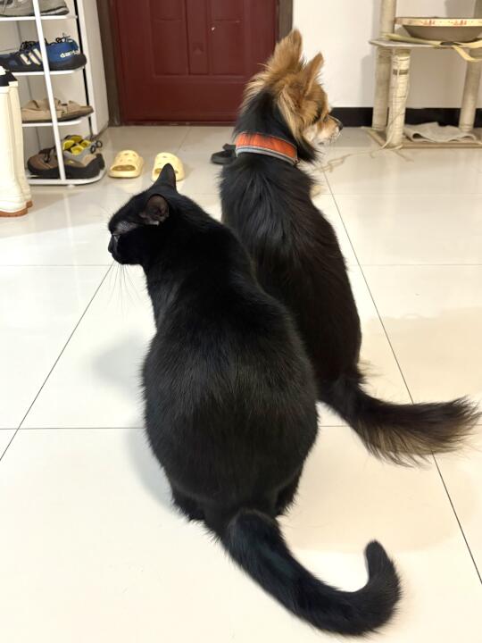 大猫和小狗