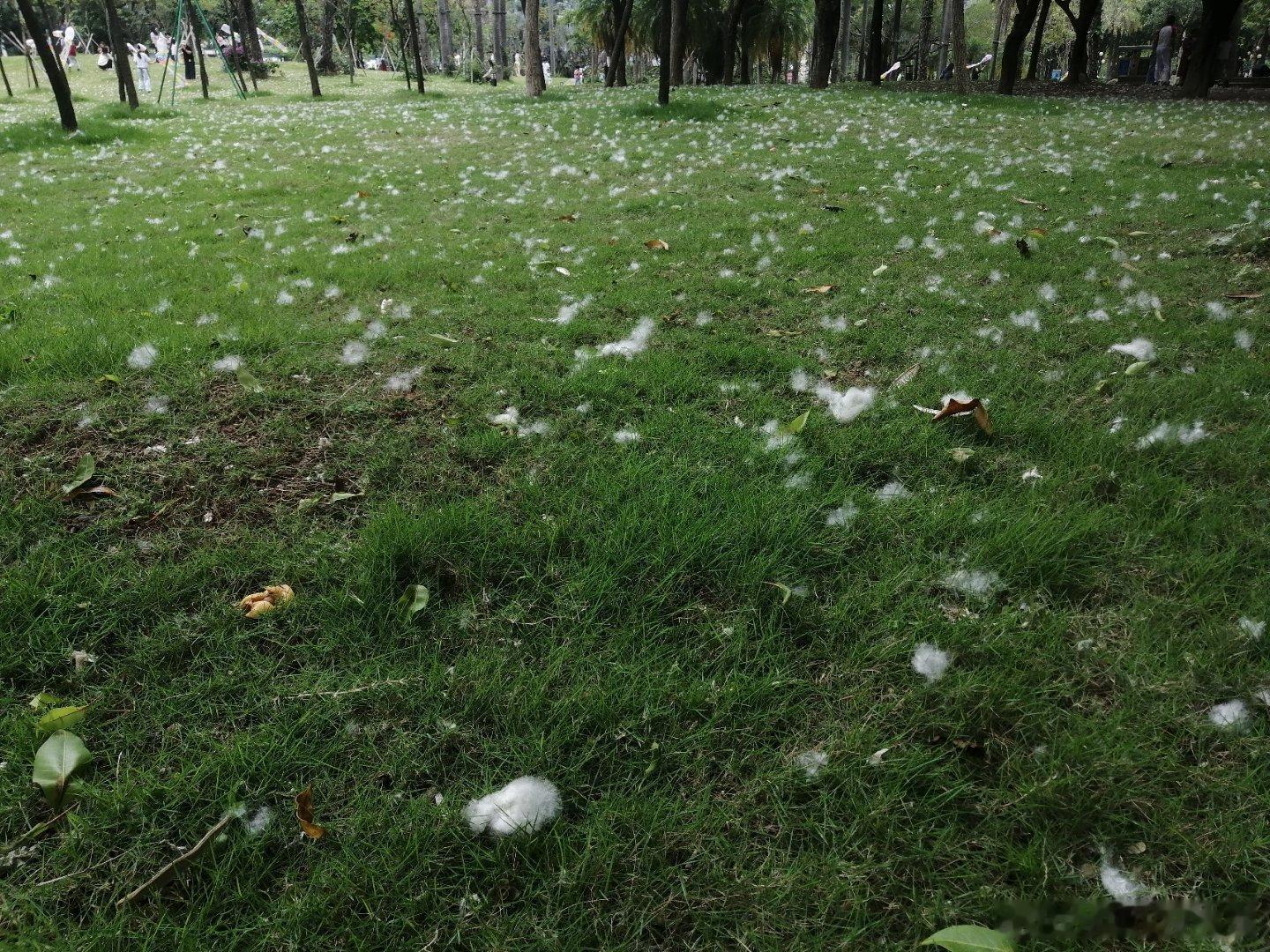 生活手记绿草地上一层棉絮，竟是这般好看 