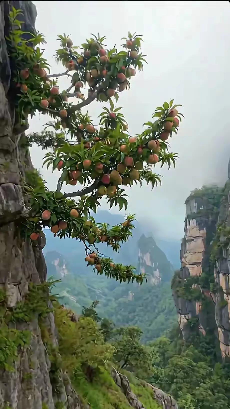 不结果子，农民把你砍了当柴烧[捂脸]