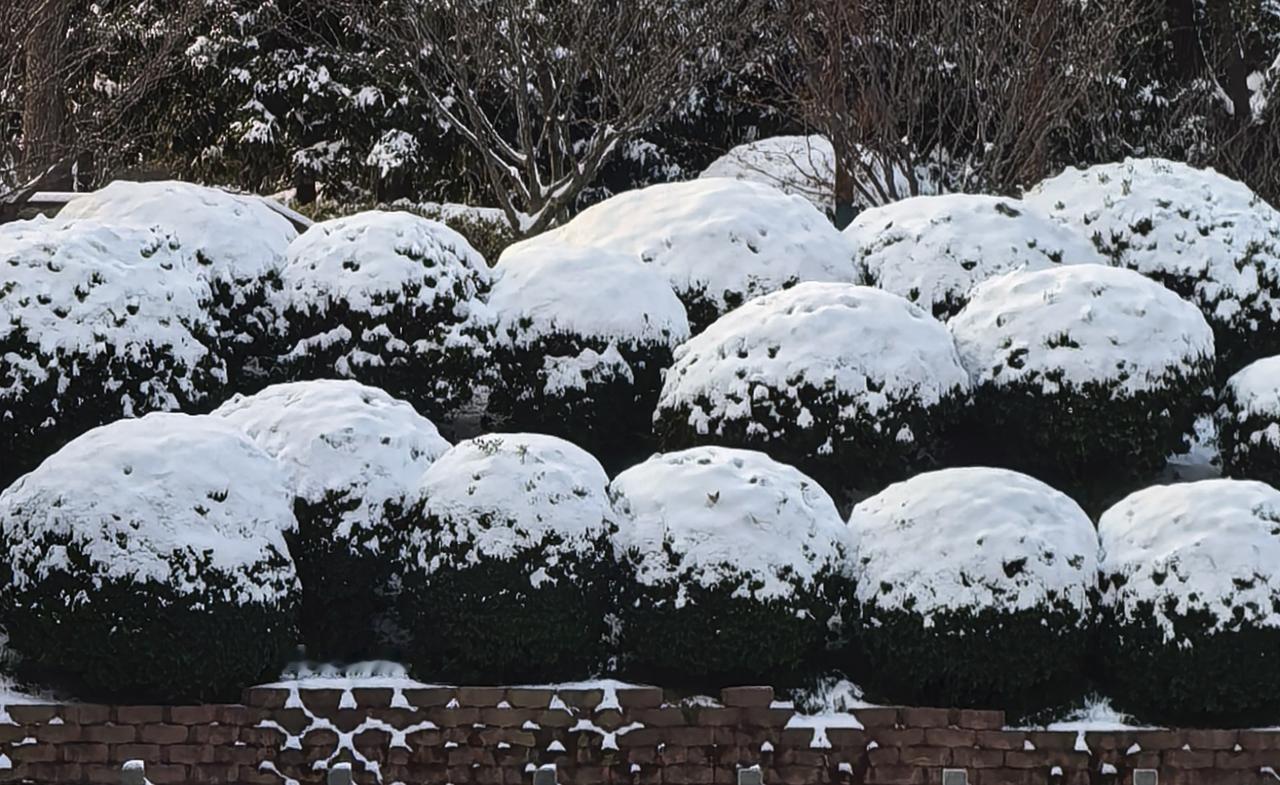 【随手拍与打油诗】赏雪

昨夜一场大雪，今日午后放晴，虽有融化，景色仍在。傍晚沿