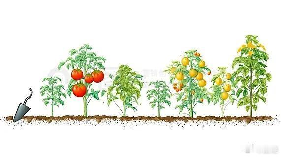 🍅西红柿家庭种植🌡基础生长条件光照：全日照，每天≥6小时阳光，缺光只长叶子不