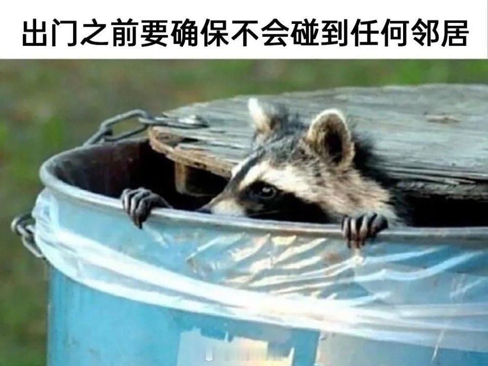 🦝：碰见邻居是一件很绝望的事情，因为这里是浣熊市memes ​​​