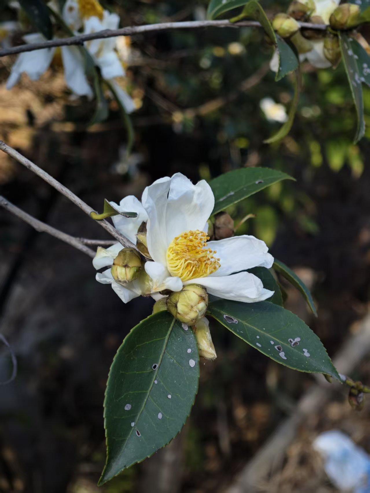 中医适宜技术合格证并不等同于医师证证，它不具备开处方的资格，所以不能随意进行处方