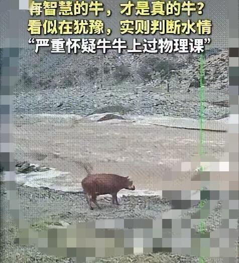 谁能想到一头黄牛，直接给很多成年人上了一课，视频都传到新华社了。
      内