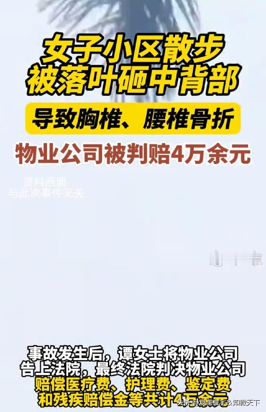 这得是多大的叶子[what]
确定不是树枝砸的？