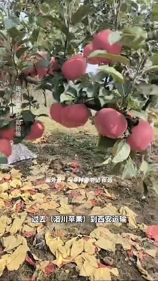 打卡"中国苹果第一村"，洛川苹果"一小时达"即将上线。
11月27日，陕西洛川。