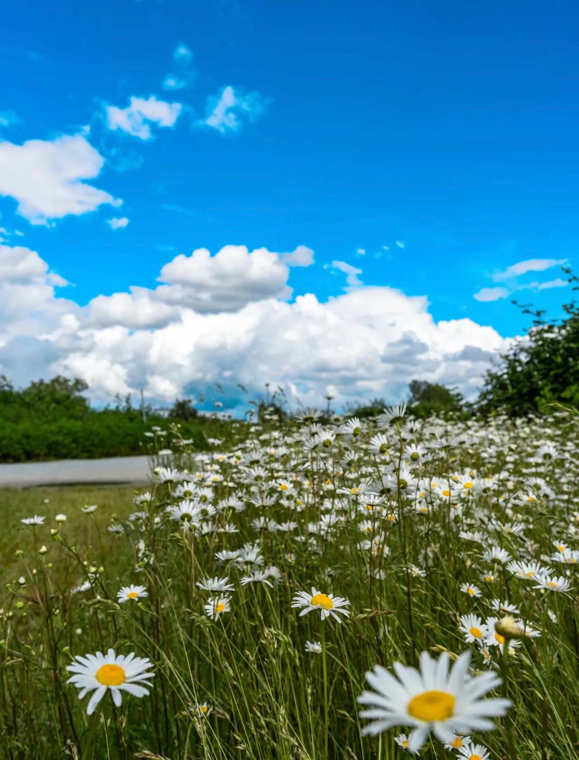 蓝蓝的天空白云飘blue blue sky[灵光一闪]#晒天空赏美景儿#