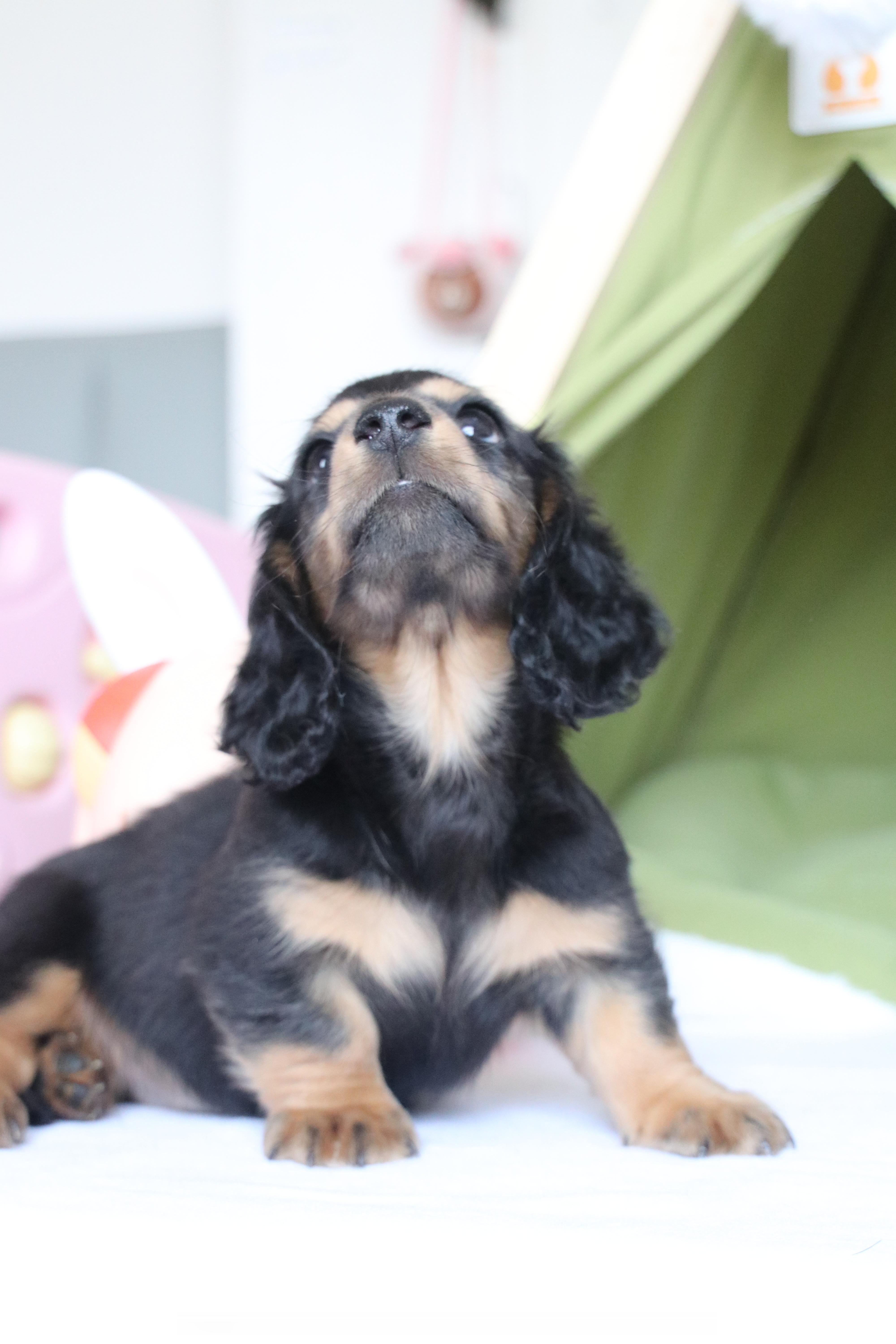 迷你长毛腊肠犬-黑金弟弟 ​​​