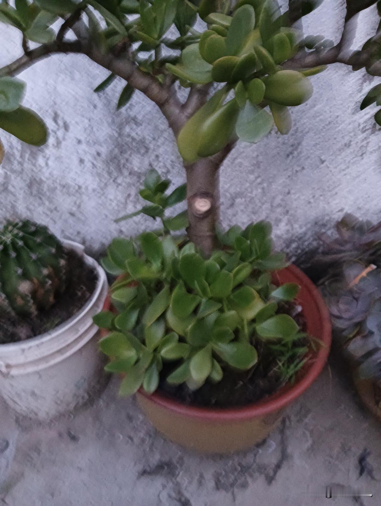 多肉植物组合，绿意盎然，生机勃勃！绿植多肉植物