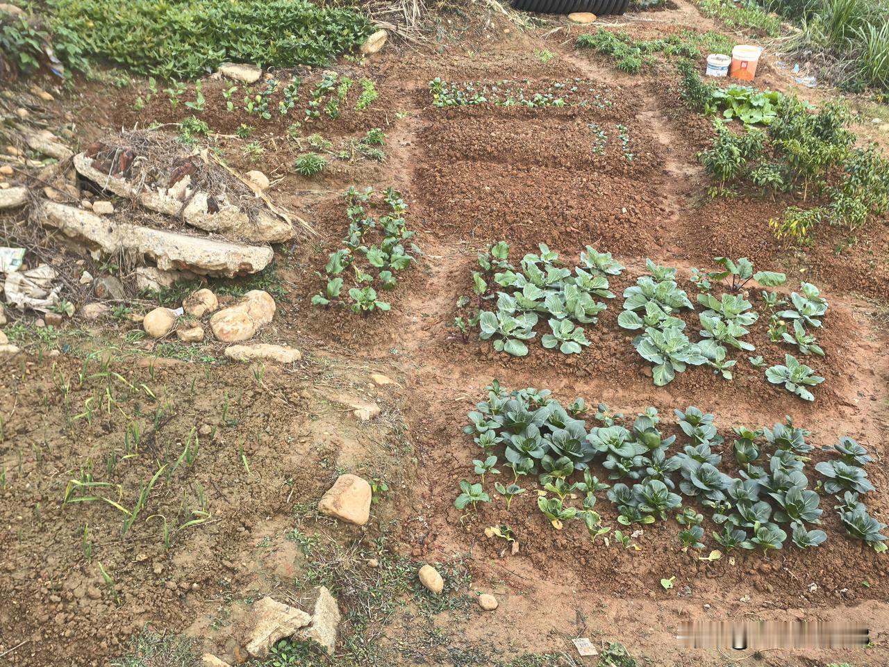 分享我这周有趣的事：自己开荒的菜地有所规模了，白菜挺多的，今年冬天不用买蔬菜了[