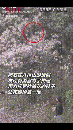 素质，何在？！网友在八排山游玩时，远远看见杜鹃花树晃动，花瓣散落一地，开始还以为