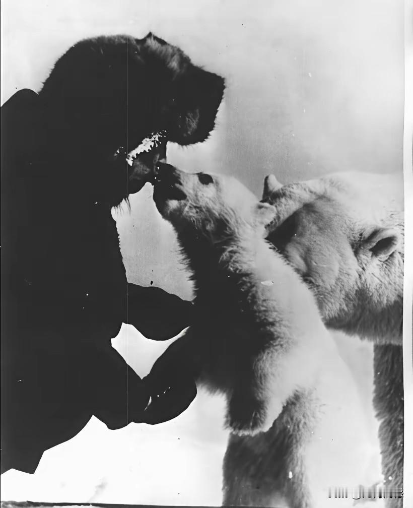 北极熊也是一种猛兽，但是对这些善待它们的人，表现的也是很乖巧的，这是人和动物和谐