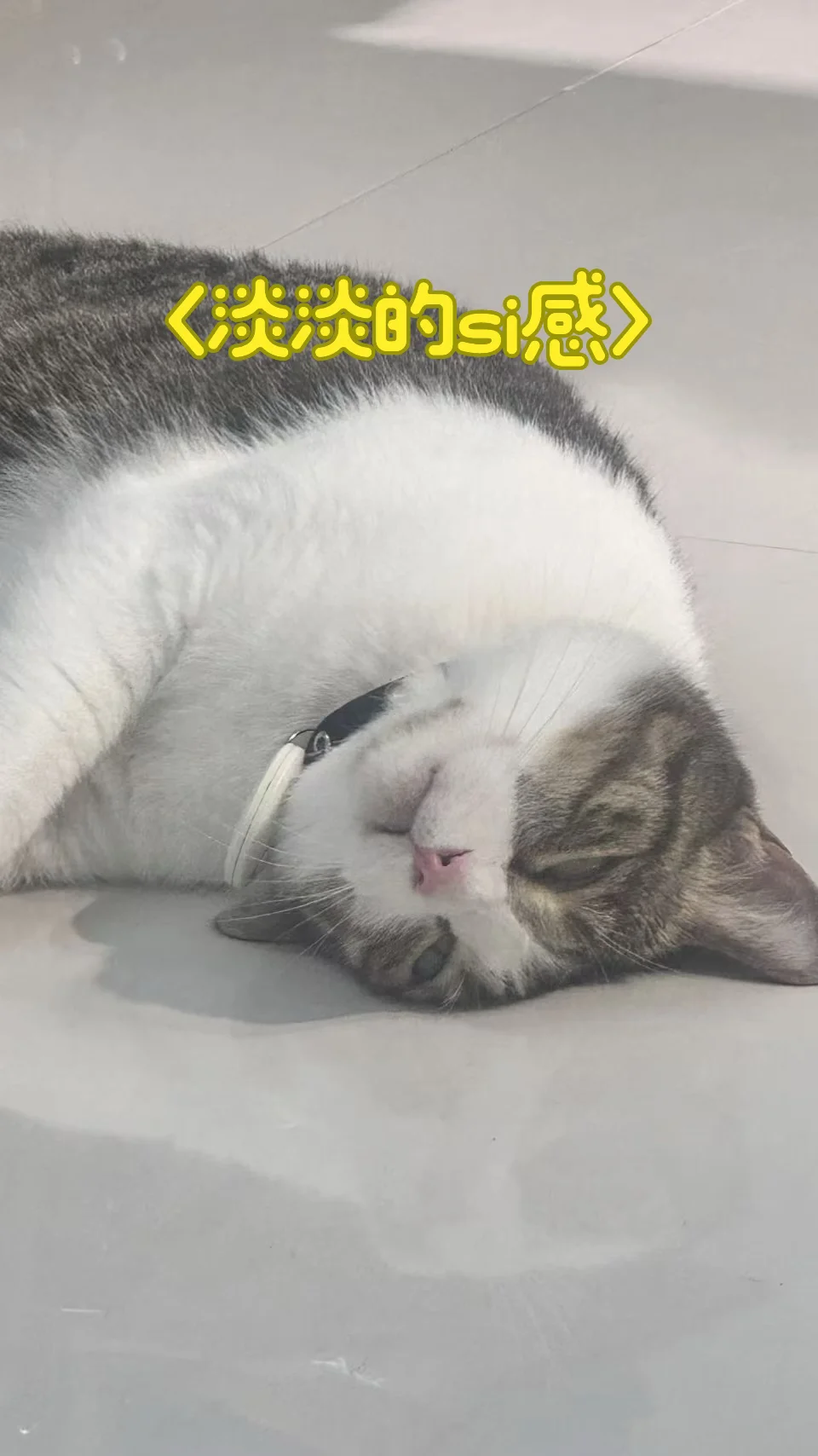 霸总猫剧好精彩