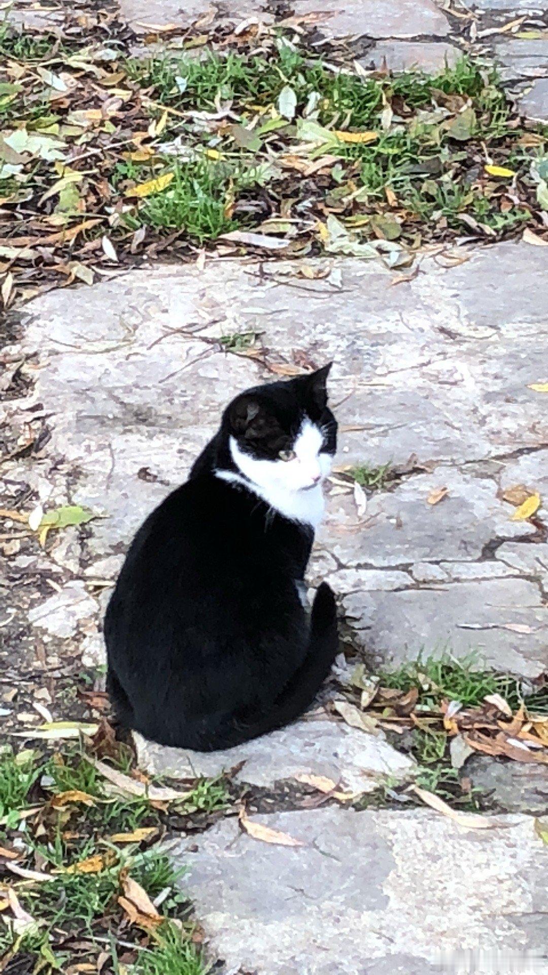 我当年在农场初见我家猫猫时，它就如此凝视马。“我不知道你会怎么我，但我们还是可以