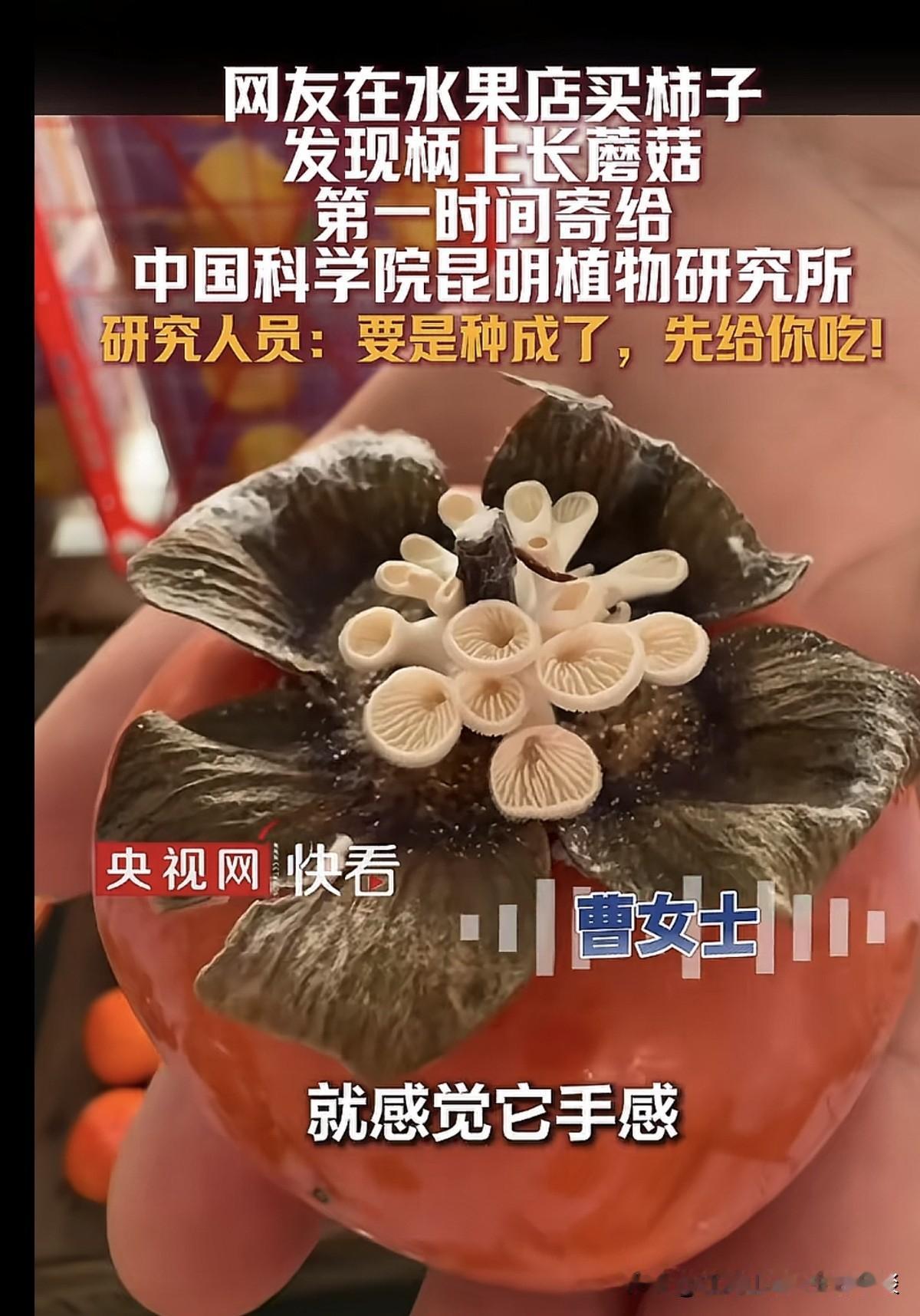 又涨知识了，柿子上长出来的菌菇，通过研究培养后，居然是可食用的。据报道，曹女士去