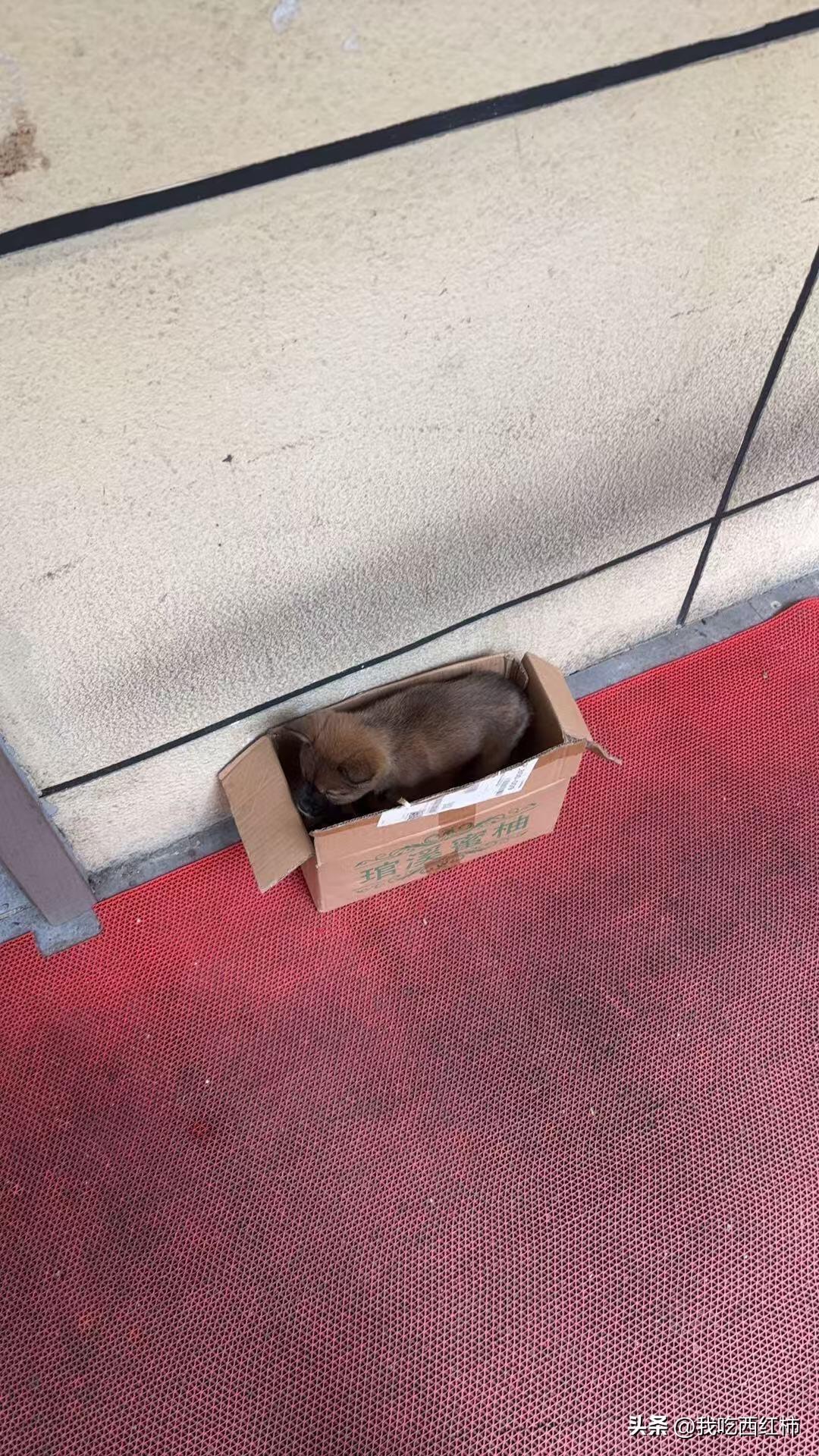 安乐了一只养了四天的小狗
生命是如此的脆弱，甚至一点痕迹都留不下，所以想给小狗记