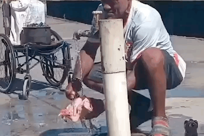 煮熟的鸭子跑了