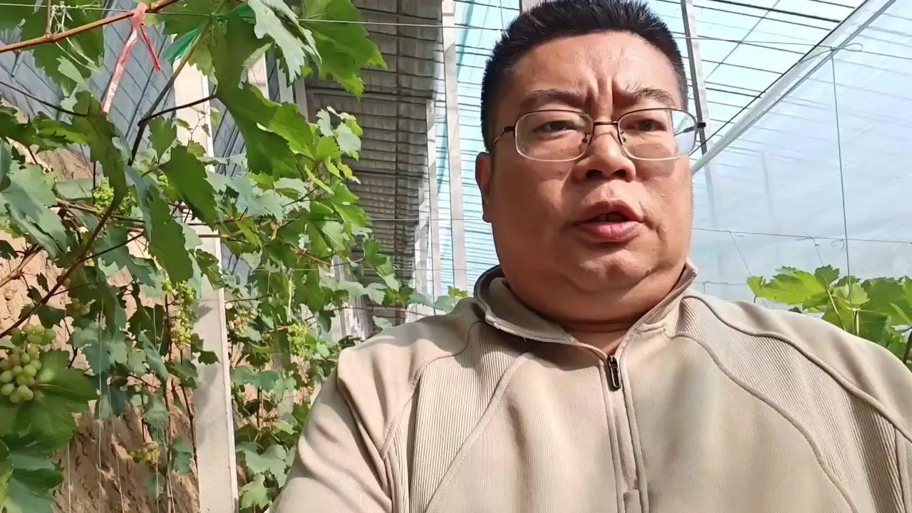 🍇暖棚春红葡萄开始转色啦，离完全上色还有十天半个月。这个阶段最核心的是转色管理
