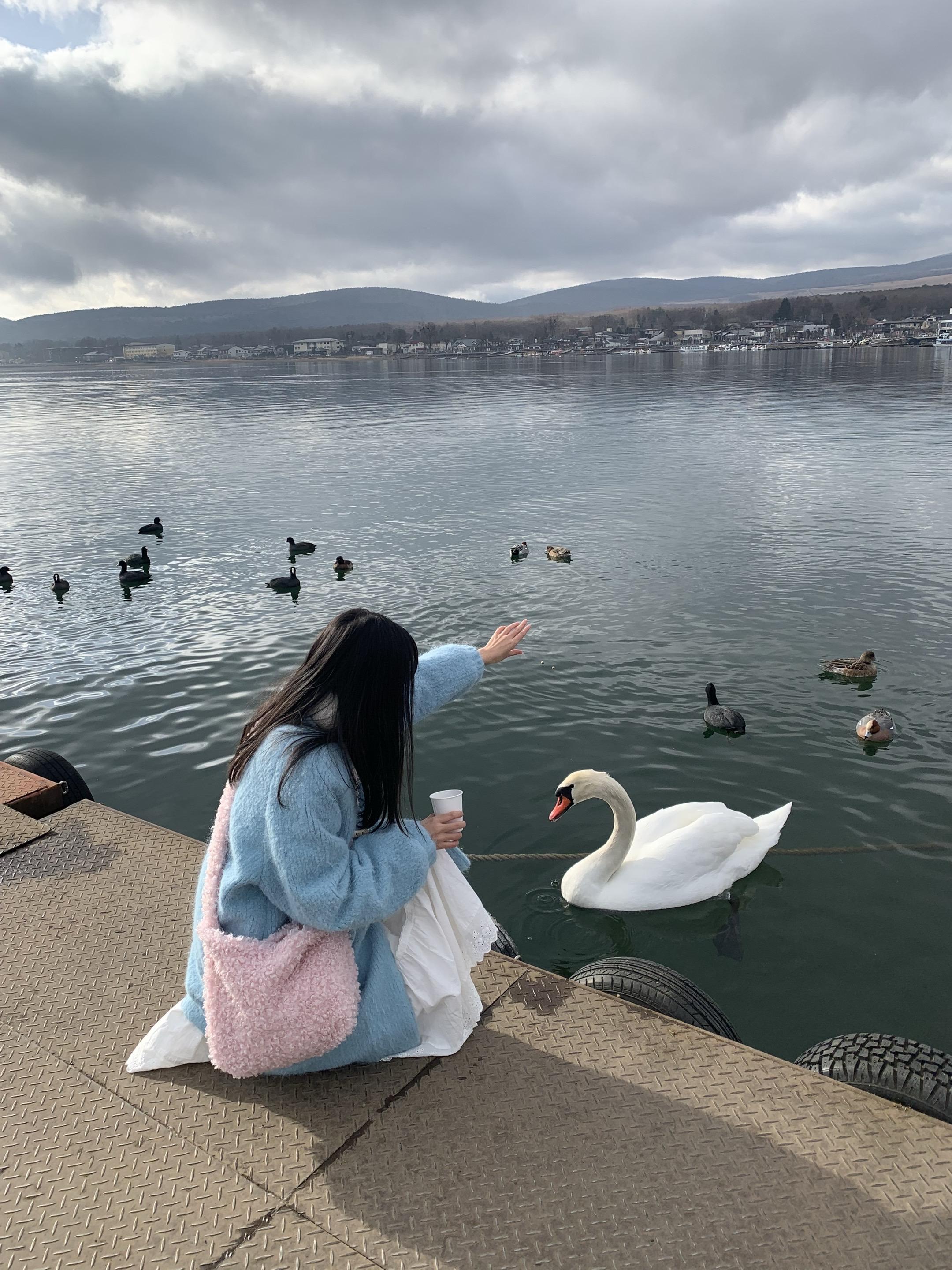 二十三岁的某一天 我真的来到了富士山下喂天鹅🥳