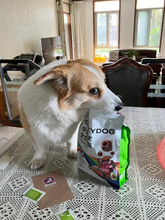 狗狗祟祟又在干嘛